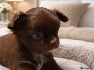 Chihuahua dogs Beautiful Long-Haired Chihuahua Puppies - Advert 3