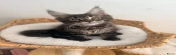 Maine Coon cats for sale: Outstanding show quality Maine coon kittens.  - Advert 12