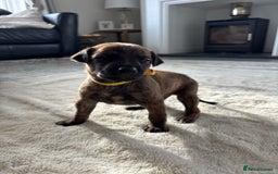 Mixed Breed dogs for sale: Pharaoh hound x whippet puppies  - Image 14