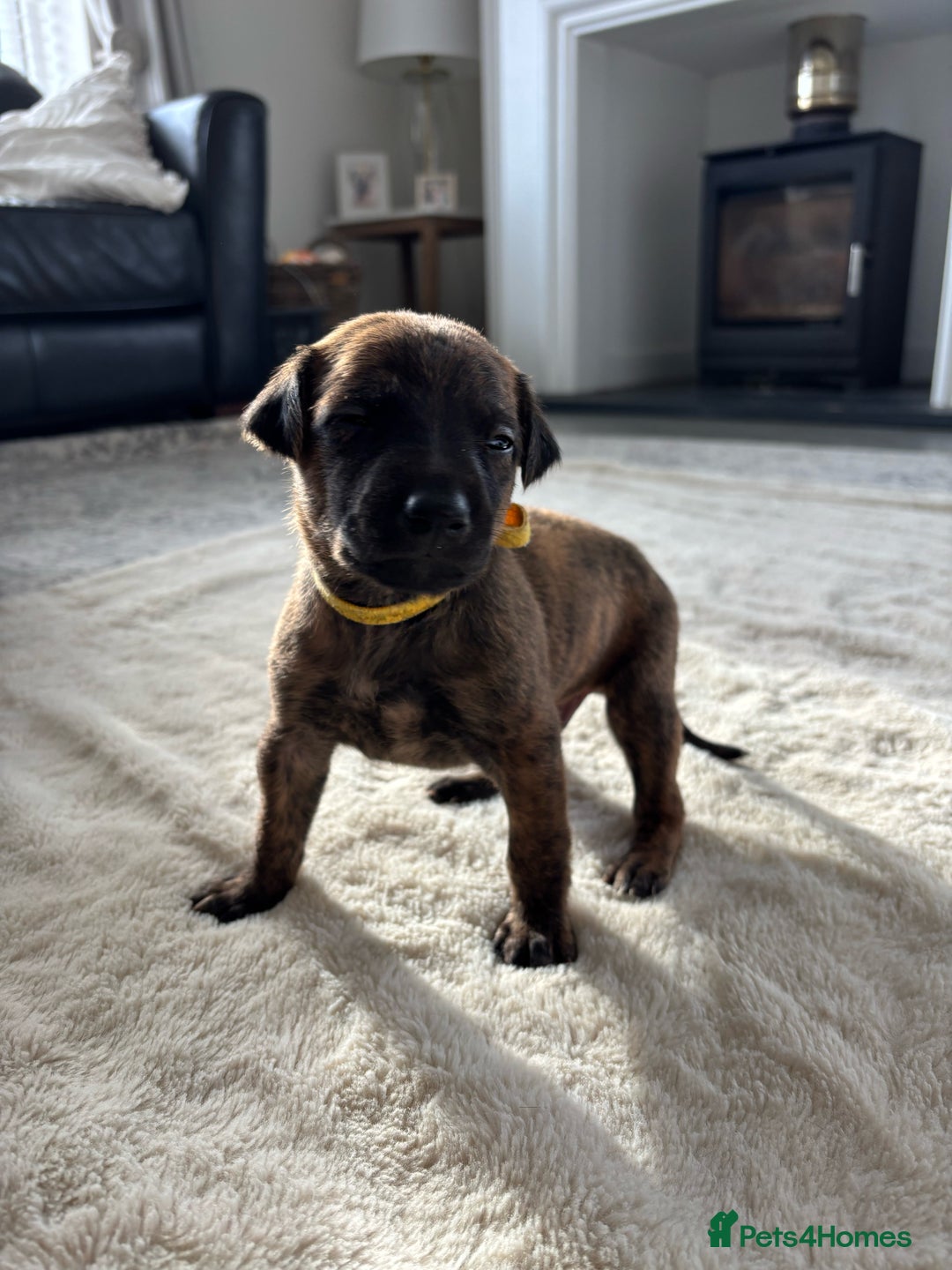 Mixed Breed dogs for sale: Pharaoh hound x whippet puppies  - Image 14