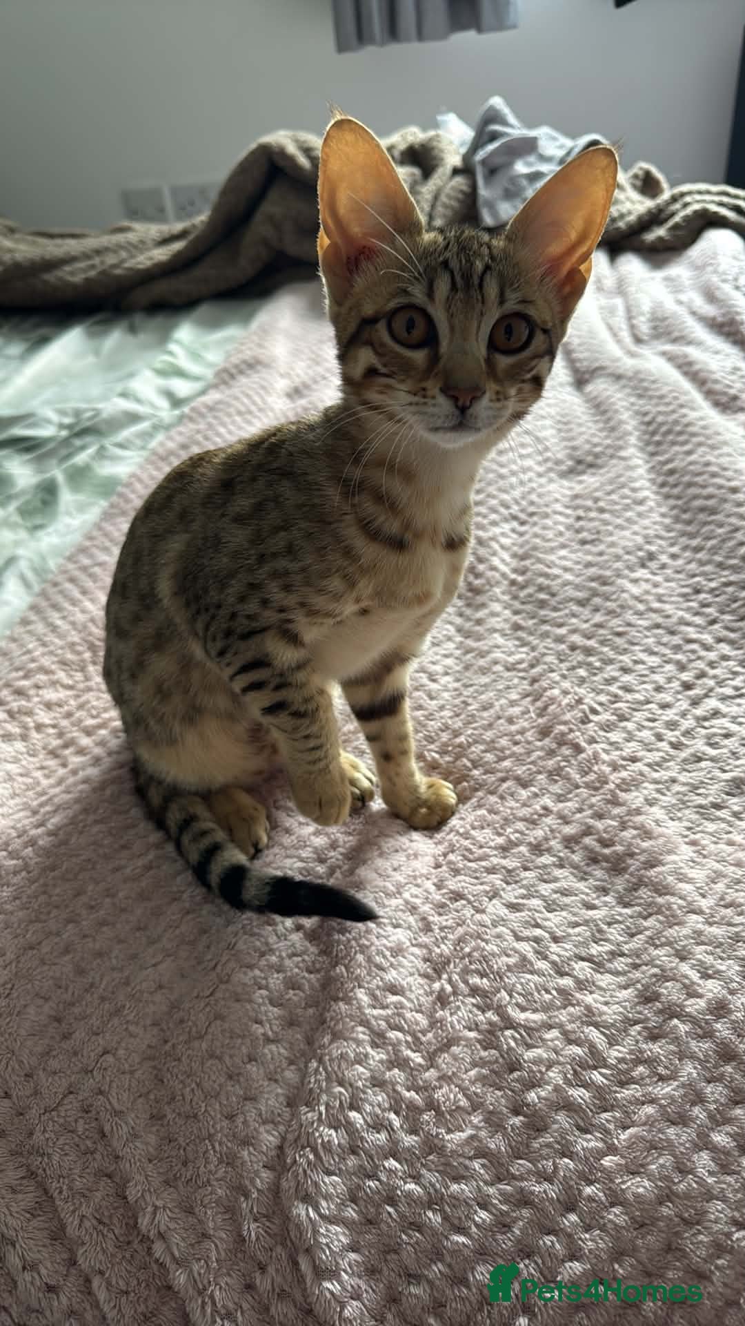 Savannah cats for sale: F6 Savannah kitten - Advert 2