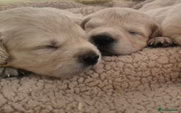 Golden Retriever dogs for sale: Outstanding Golden Retriever Puppies  - Image 3