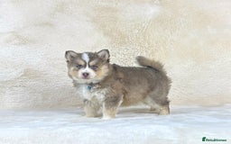Pomsky dogs for sale: Stunning blue eyes f3 Pomsky puppies for sale - Advert 9