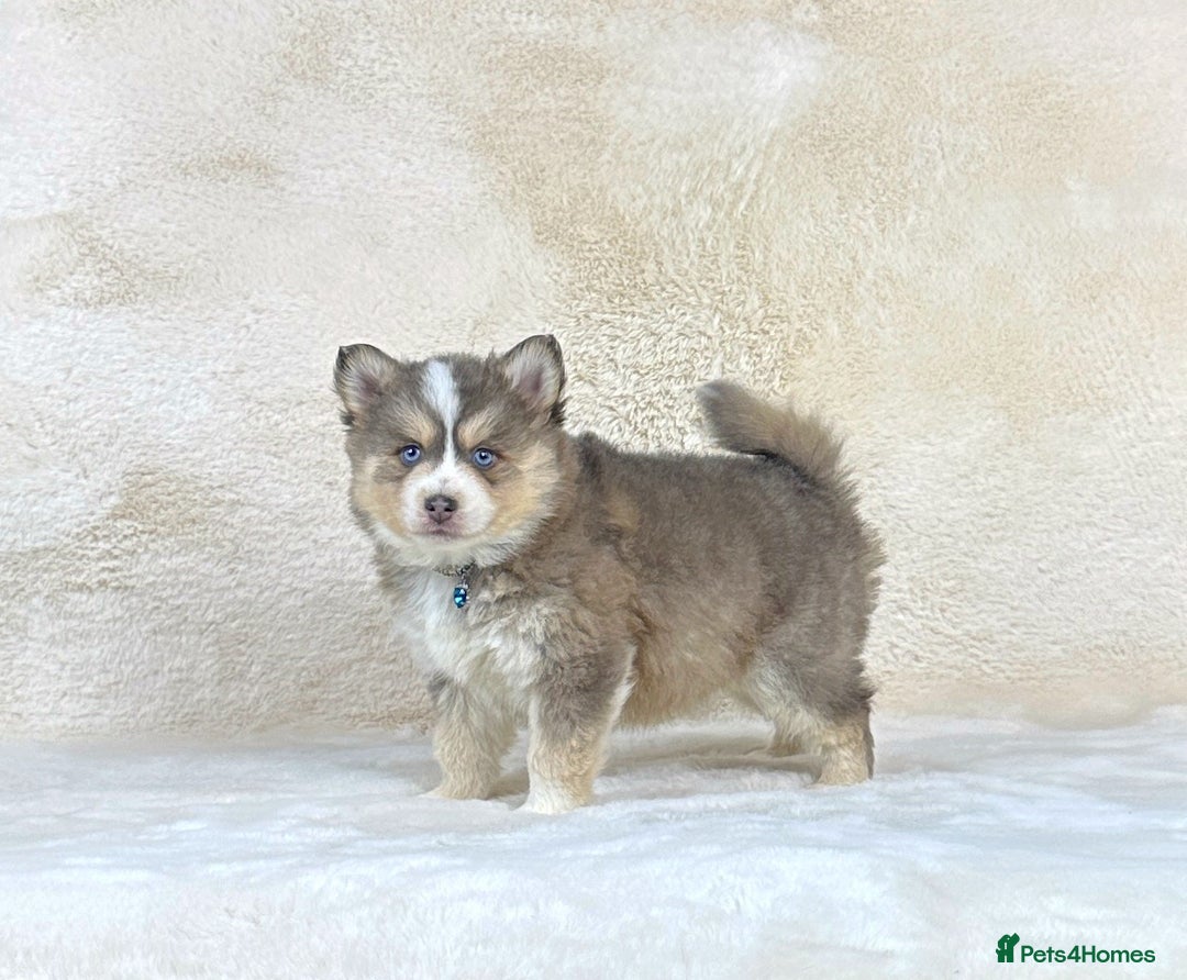 Pomsky dogs for sale: Stunning blue eyes f3 Pomsky puppies for sale - Advert 9