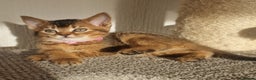 Abyssinian cats for sale: Abyssinian Cross British Blue - Advert 6