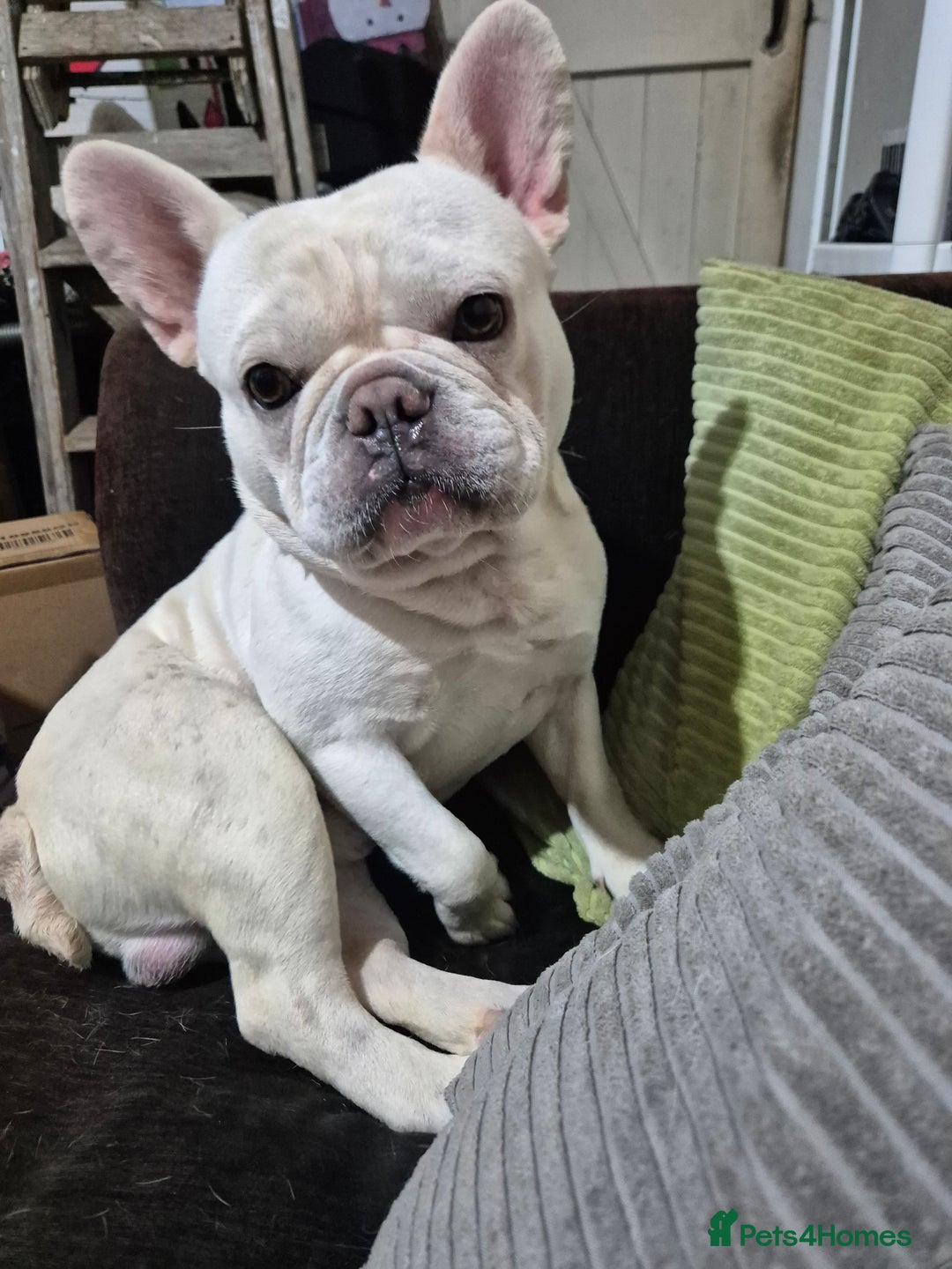 French Bulldog dogs for sale: Male french bulldog - Advert 1