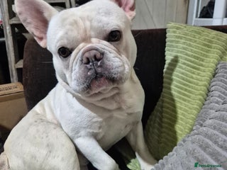 French Bulldog dogs Male french bulldog - Advert 4