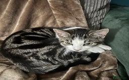 British Shorthair cats for sale: 2x 5 month old brothers  - Image 3