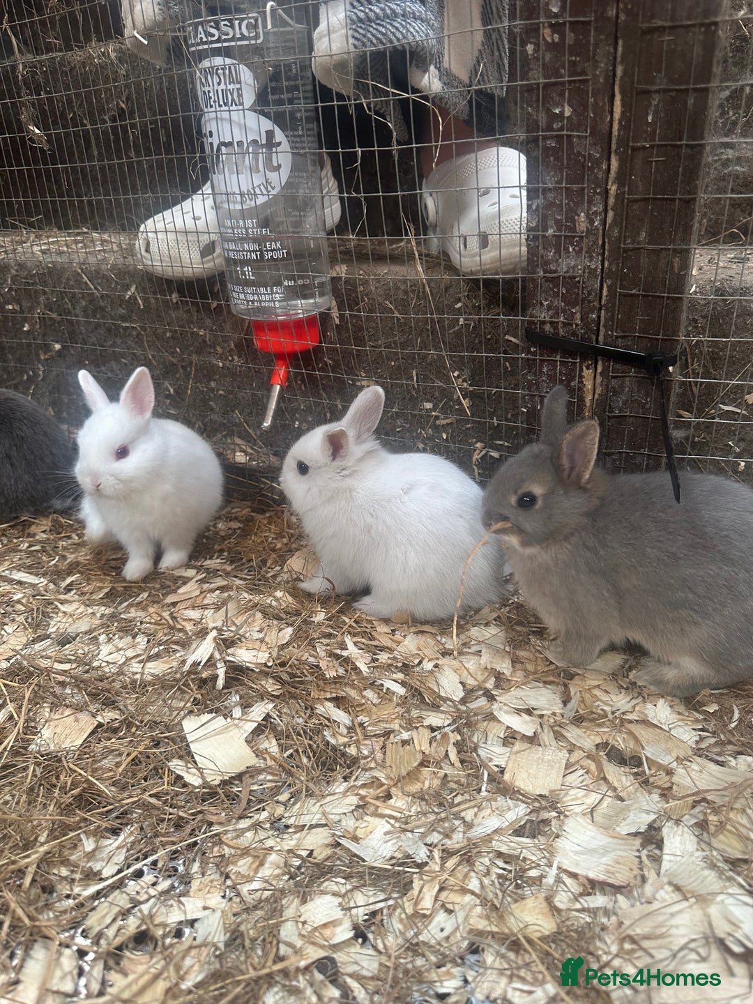 Netherland Dwarf rabbits for sale: Baby Netherland Dwarfs ready soon - Image 7