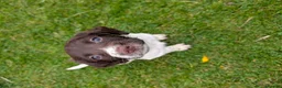 English Springer Spaniel dogs for sale: Springer Spaniel puppies  🐾 in Arisaig - Advert 2