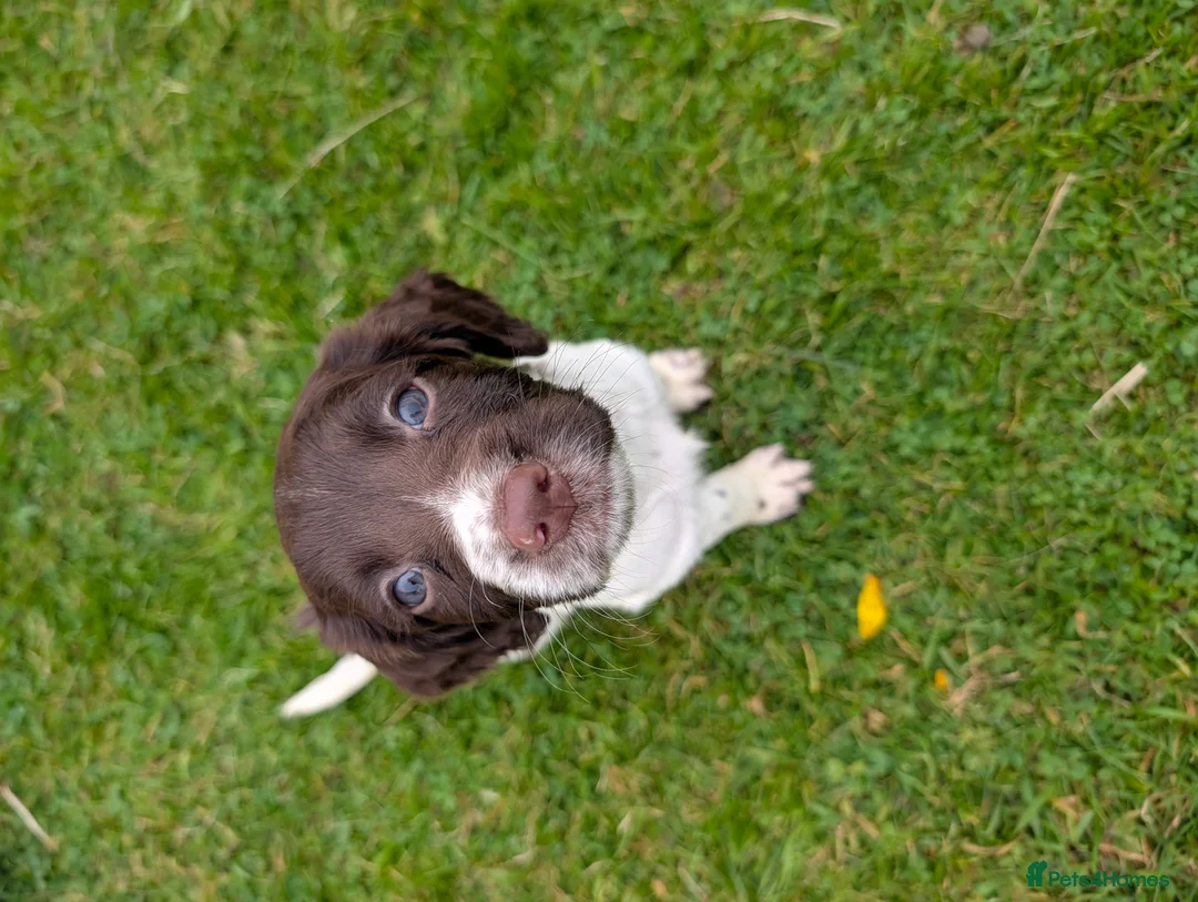 English Springer Spaniel dogs for sale: Springer Spaniel puppies  🐾 in Arisaig - Advert 2