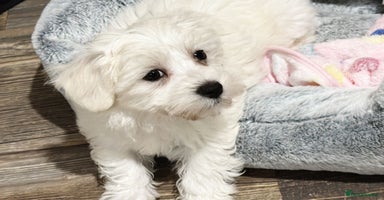 Mixed Breed dogs - Advert 9