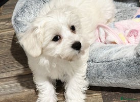 Mixed Breed dogs - Advert 9