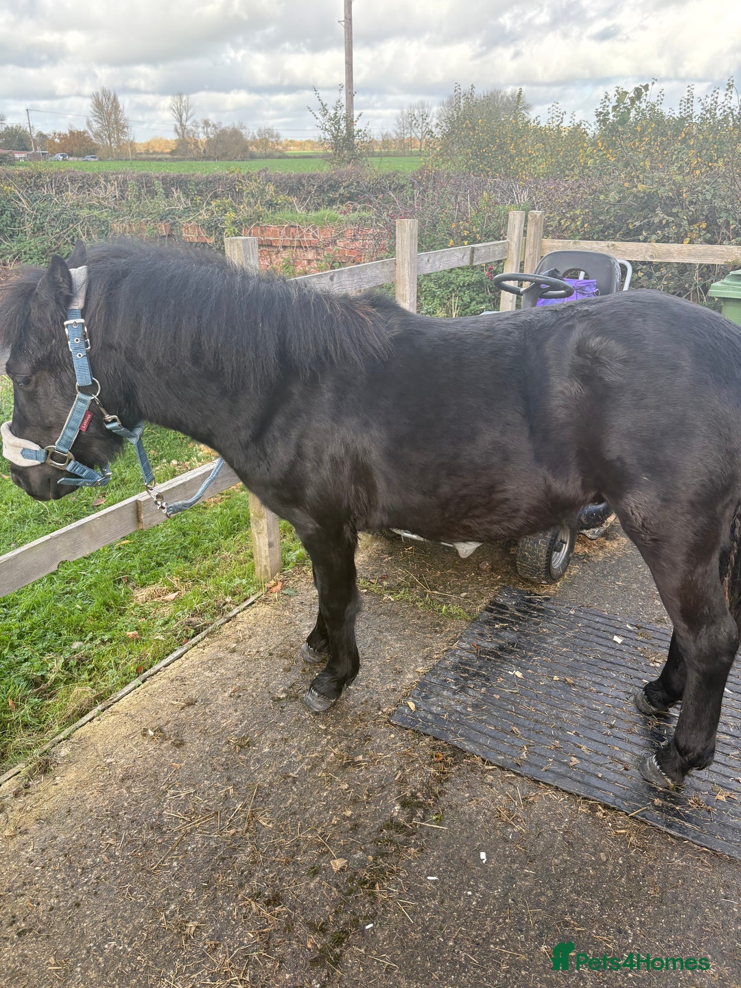 Irish Cob horses for sale: All rounder plus gelding friend to go together  - Advert 4