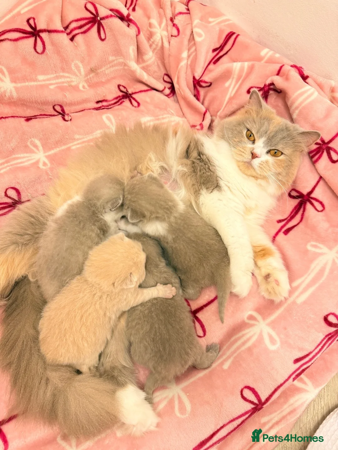 British Shorthair cats for sale: British Short Hair TICA REG Ready now  - Advert 1