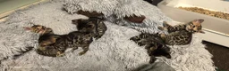 Bengal cats for sale: Little Bengal babies  - Advert 20