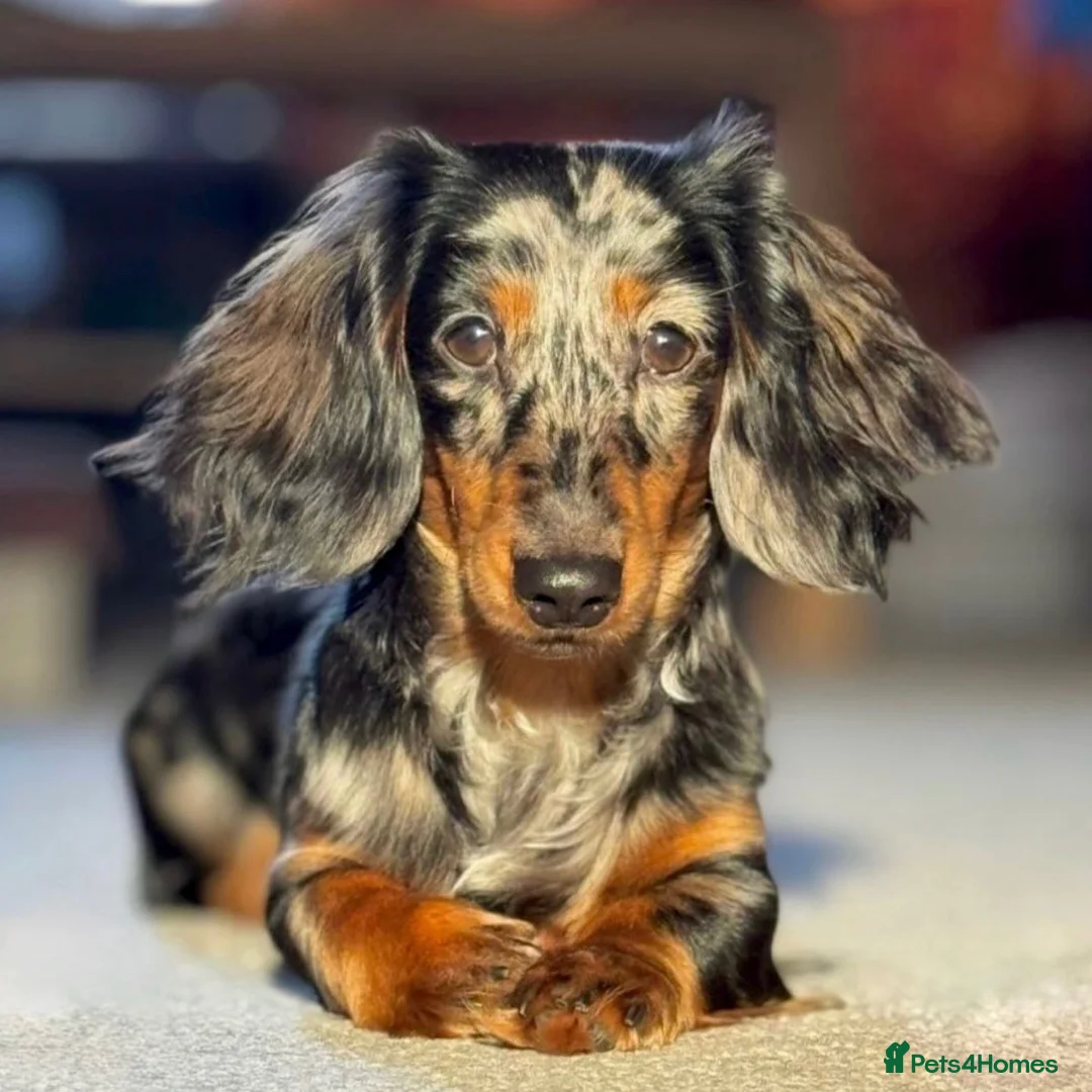 Miniature Dachshund dogs for sale: Longhaired miniature dachshund girl - Advert 6
