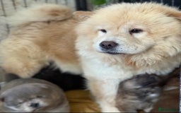 Chow Chow dogs for sale: KC Reg Chow Chow Puppies  - Image 2