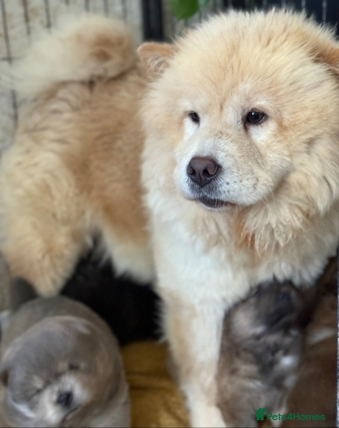 Chow Chow dogs for sale: KC Reg Chow Chow Puppies  - Image 2