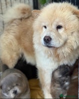 Chow Chow dogs - Advert 5