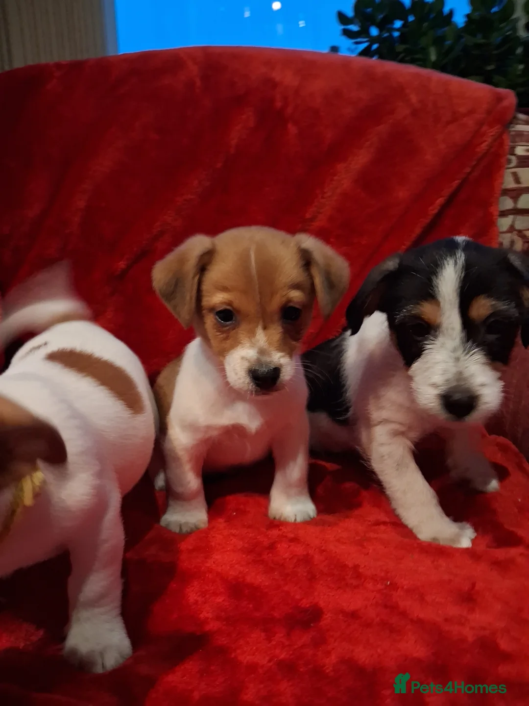 Jack Russell dogs for sale: Jack russel puppies  - Advert 3