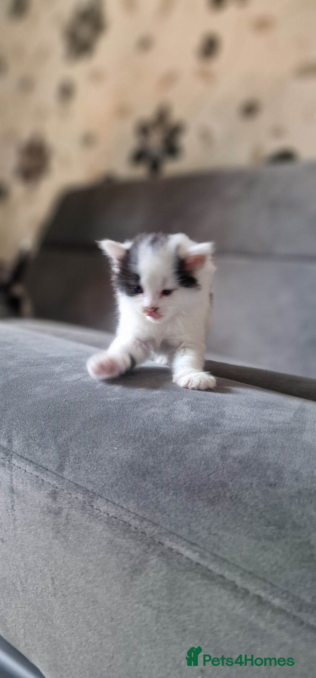American Shorthair cats for sale: Fluffy Black&White Kittens Ready for Loving Homes - Image 6