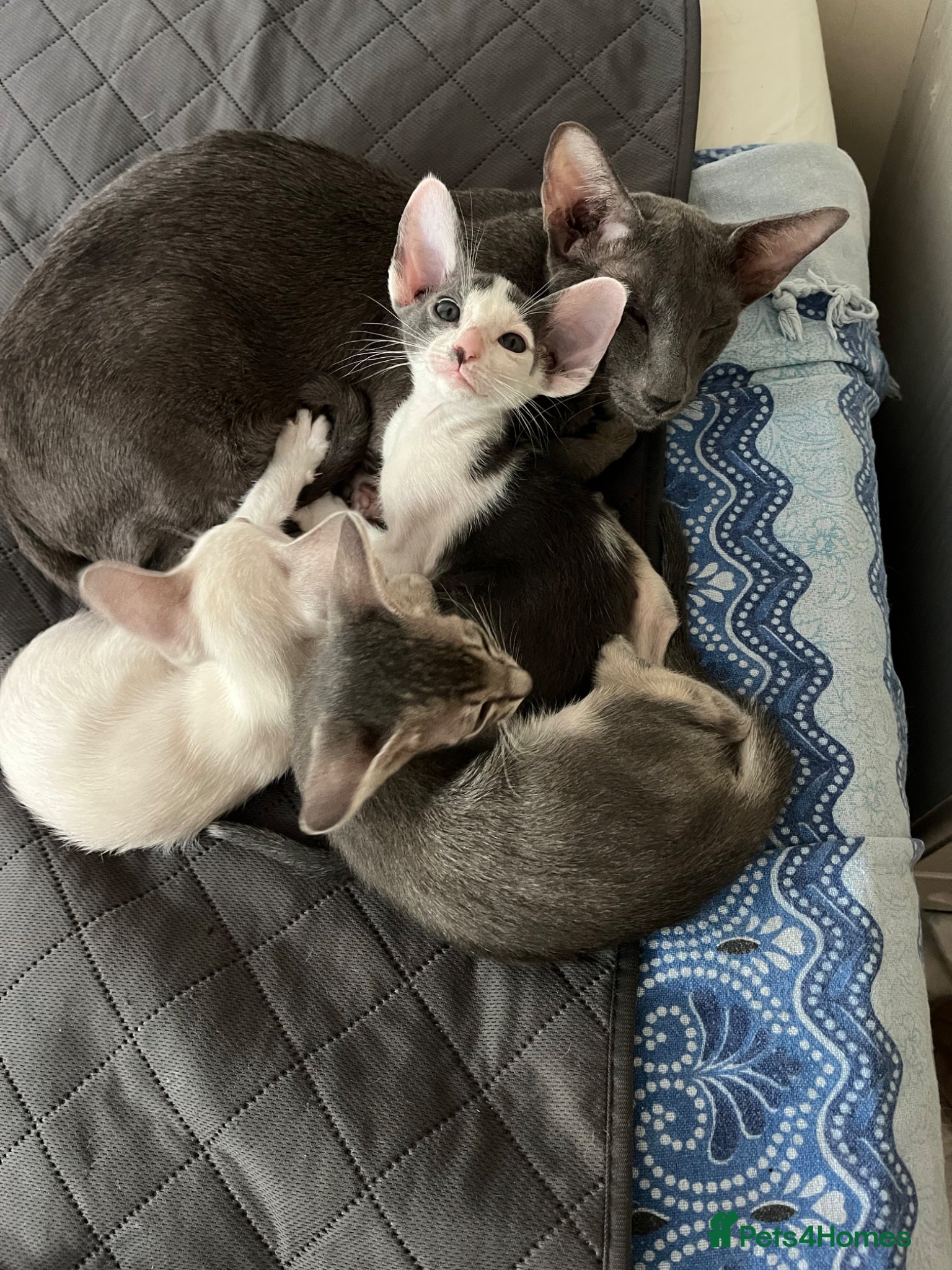 Oriental cats for sale: GCCF registered oriental shorthair kittens  - Advert 7