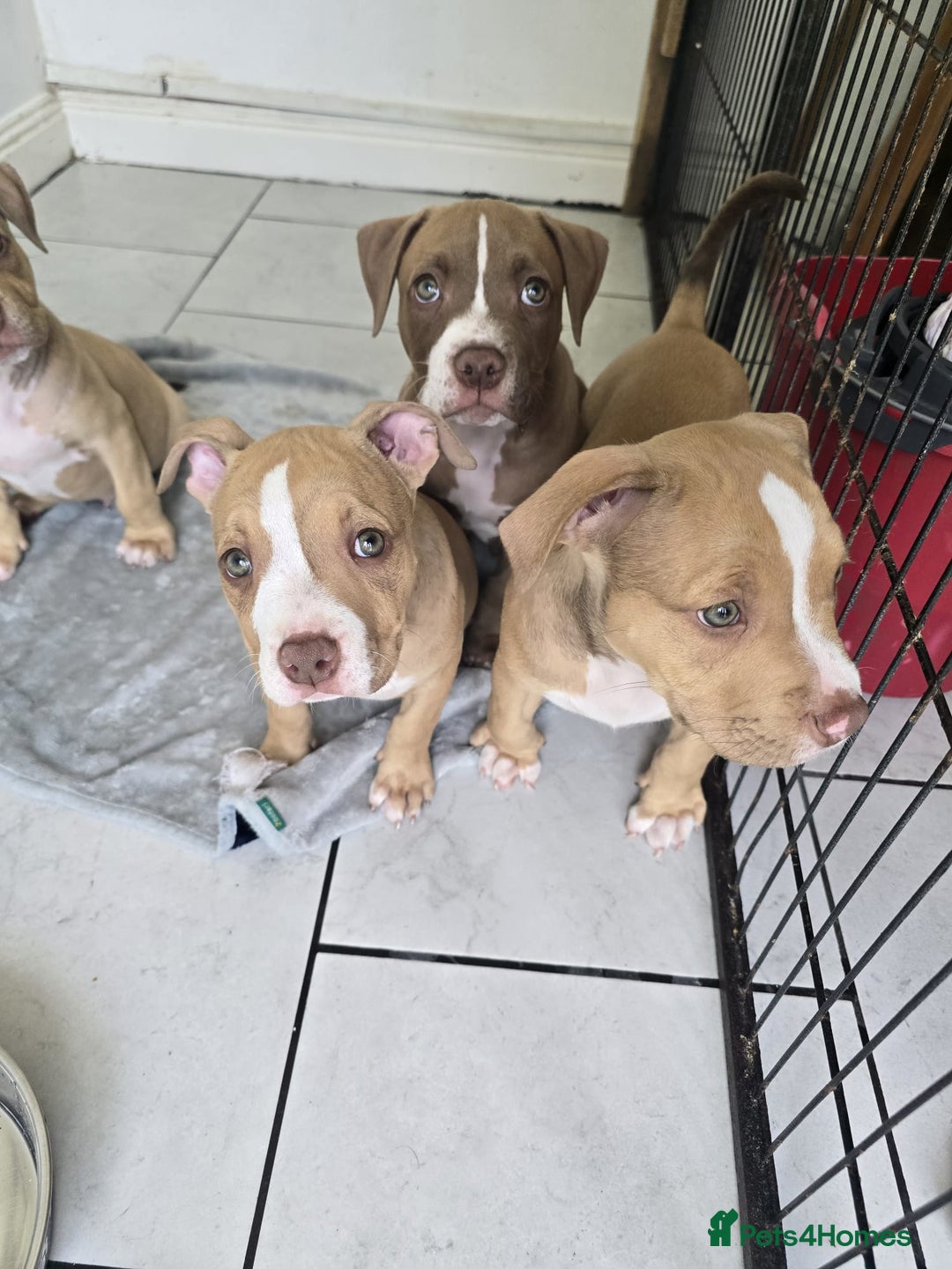 American Bully dogs for sale: Super chunky pocket bullies Ready to leave! - Image 15