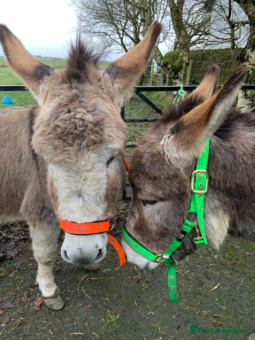 Other Breed horses for sale: 2 Bonded Gelding Donkeys - Image 2