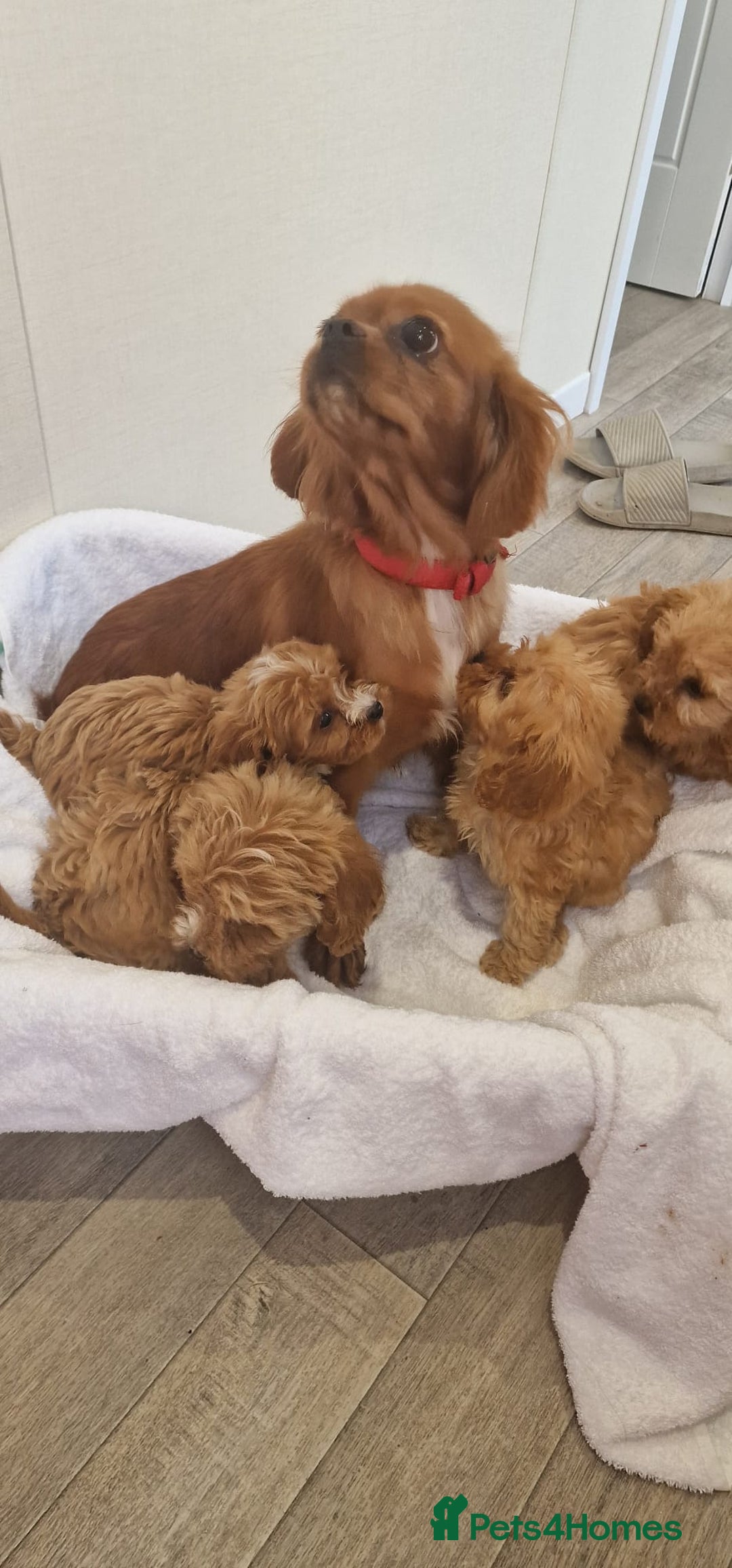 Cavapoo dogs for sale: Beautiful cavapoo fur babies  - Image 15
