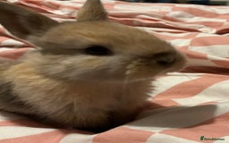 Mixed Breed rabbits for sale: 4 baby bunnies for sale - Image 3