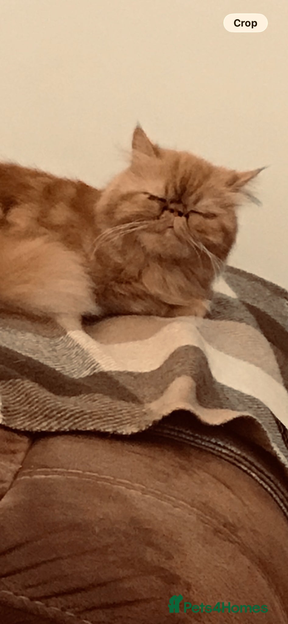 Persian cats Female Persian  - Advert 7
