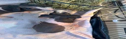 Guinea Pig rodents for sale: 2x female skinny pigs for sale in Thetford - Advert 2