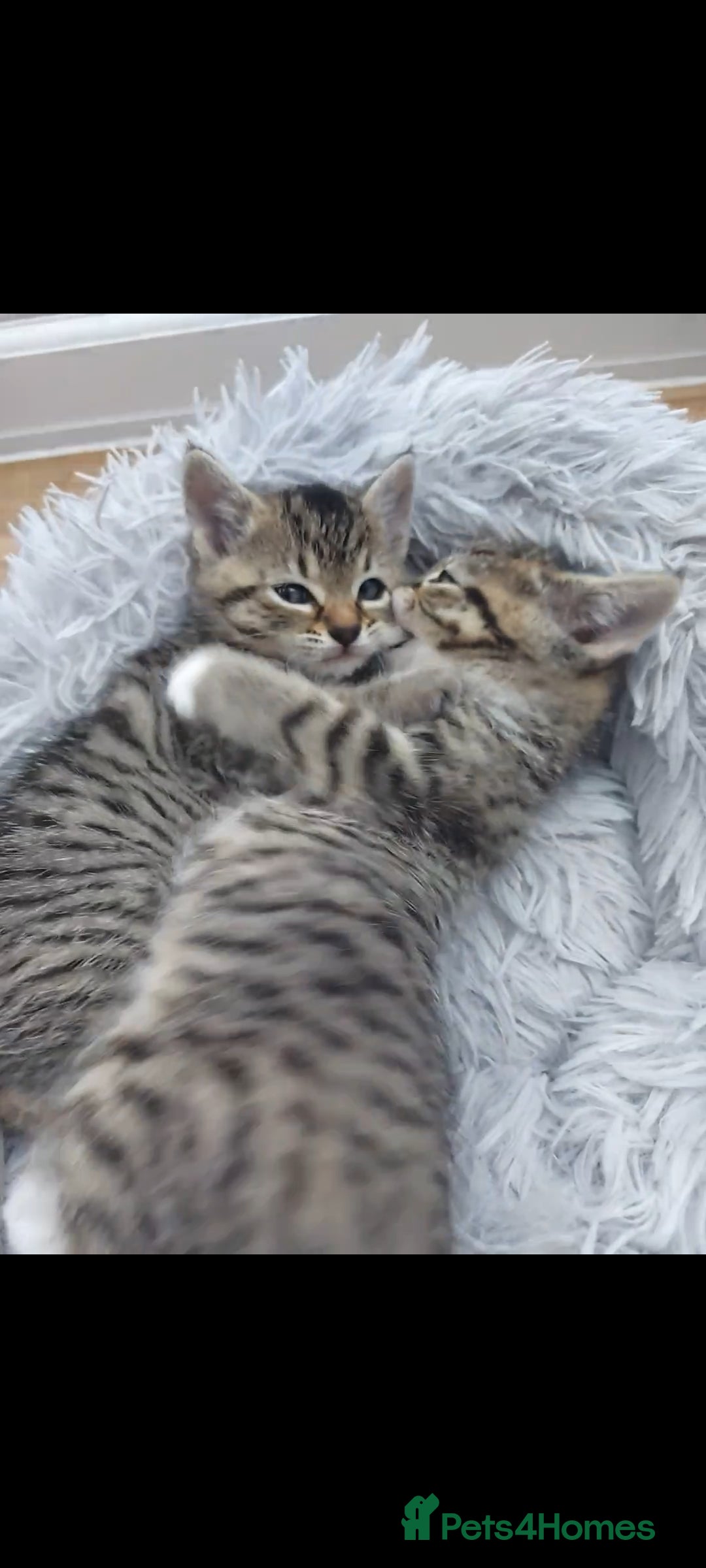 Mixed Breed cats for sale: Beautiful kittens 🥰 - Advert 18