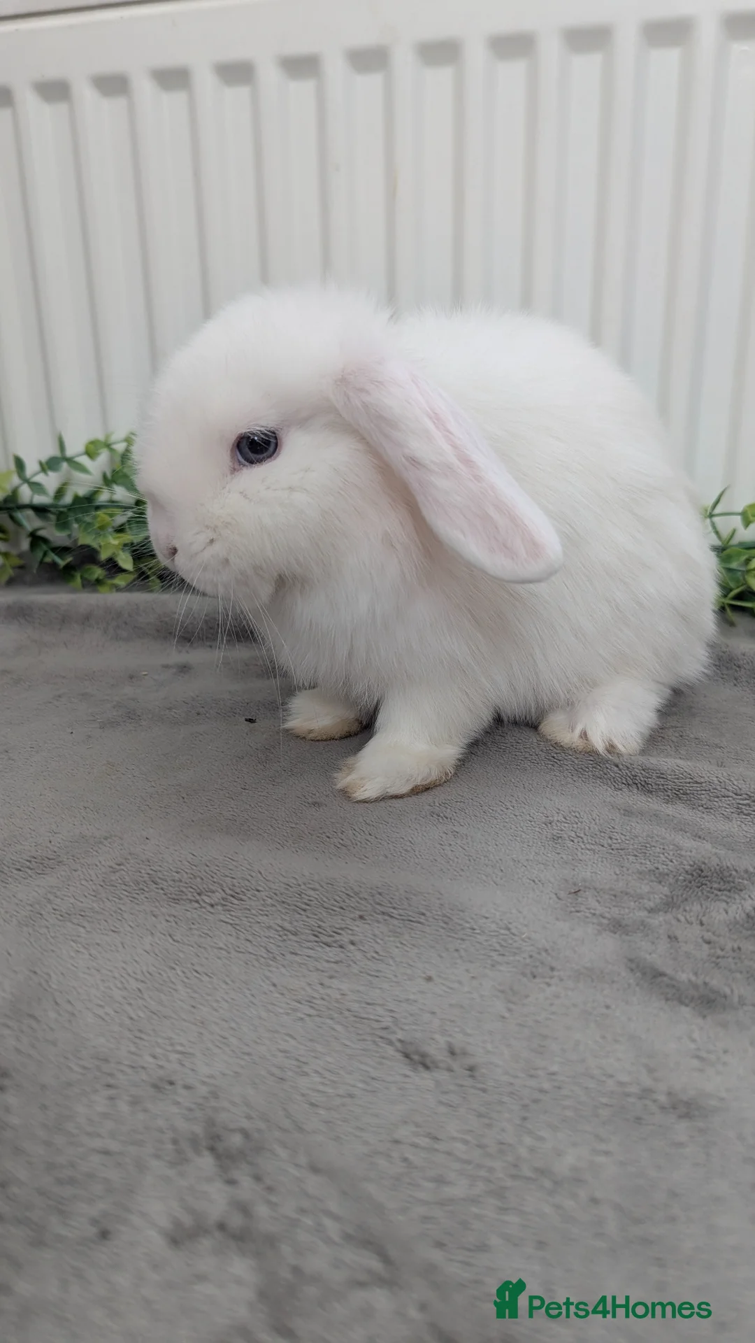 Mini Lop rabbits for sale: Little mini lop buck ready to leave  - Advert 4