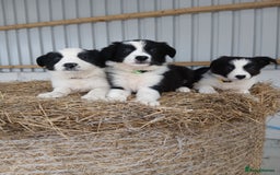 Border Collie dogs for sale: Beautiful border collie puppies  - Image 2