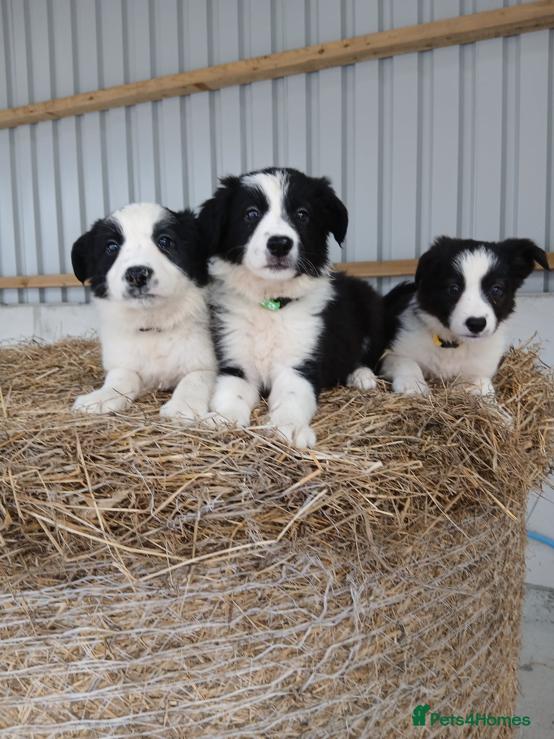 Border Collie dogs for sale: Beautiful border collie puppies  - Image 2