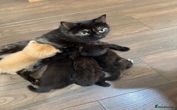 Mixed Breed cats for sale: Mixed British shorthair kittens for sale  - Image 2