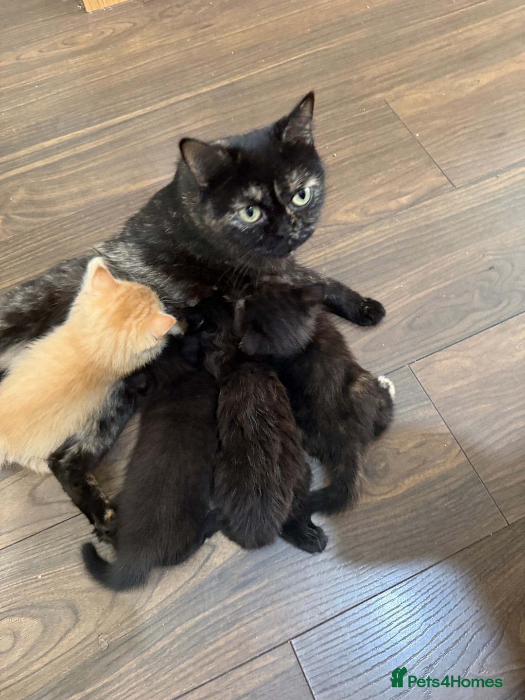 Mixed Breed cats for sale: Mixed British shorthair kittens for sale  - Image 2