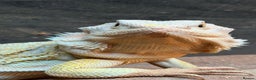 Bearded Dragon reptiles for sale: Leather morph bearded dragon  - Advert 1