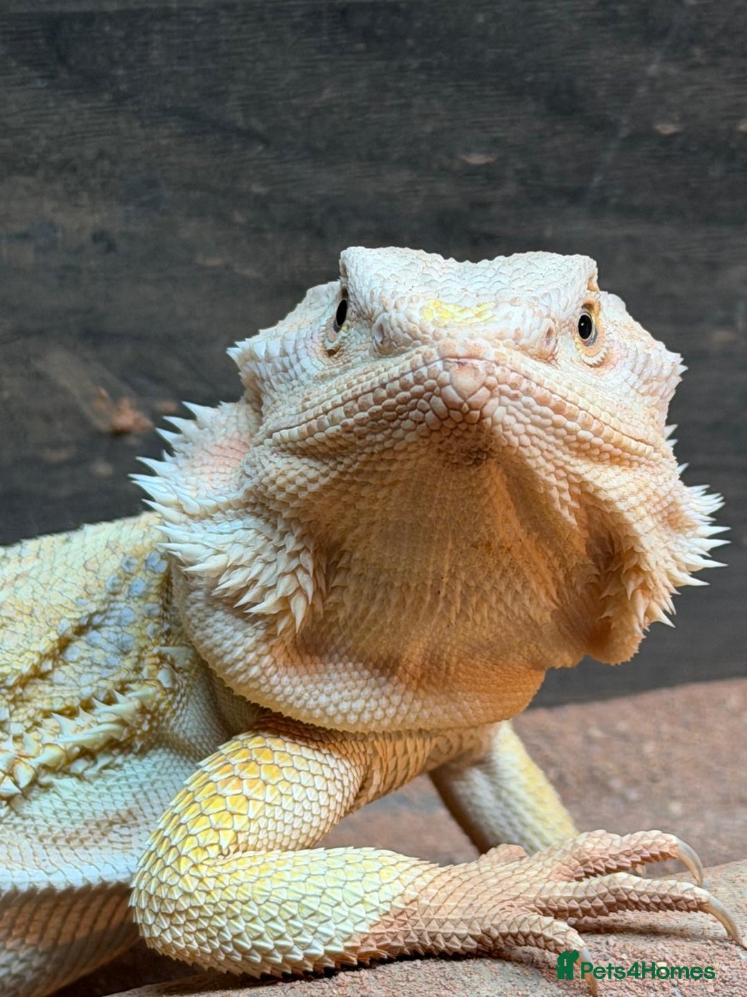 Bearded Dragon reptiles for sale: Leather morph bearded dragon  - Advert 1
