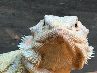 Bearded Dragon reptiles Leather morph bearded dragon - Advert 1