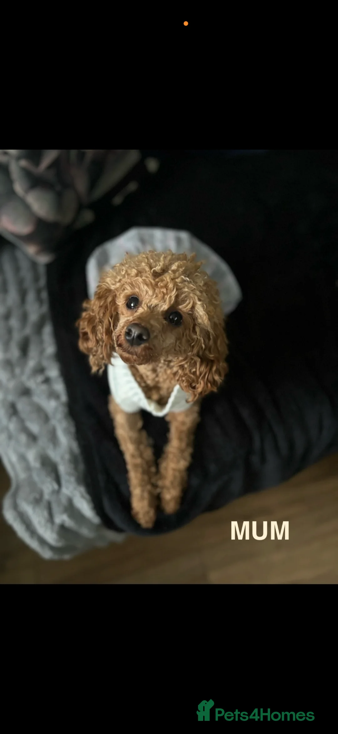 Toy Poodle dogs for sale: Beautiful KC Registered Toy Poodle Puppies  - Advert 2