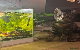 Mixed Breed cats for sale: 18 week old tabby male kitten - Image 1