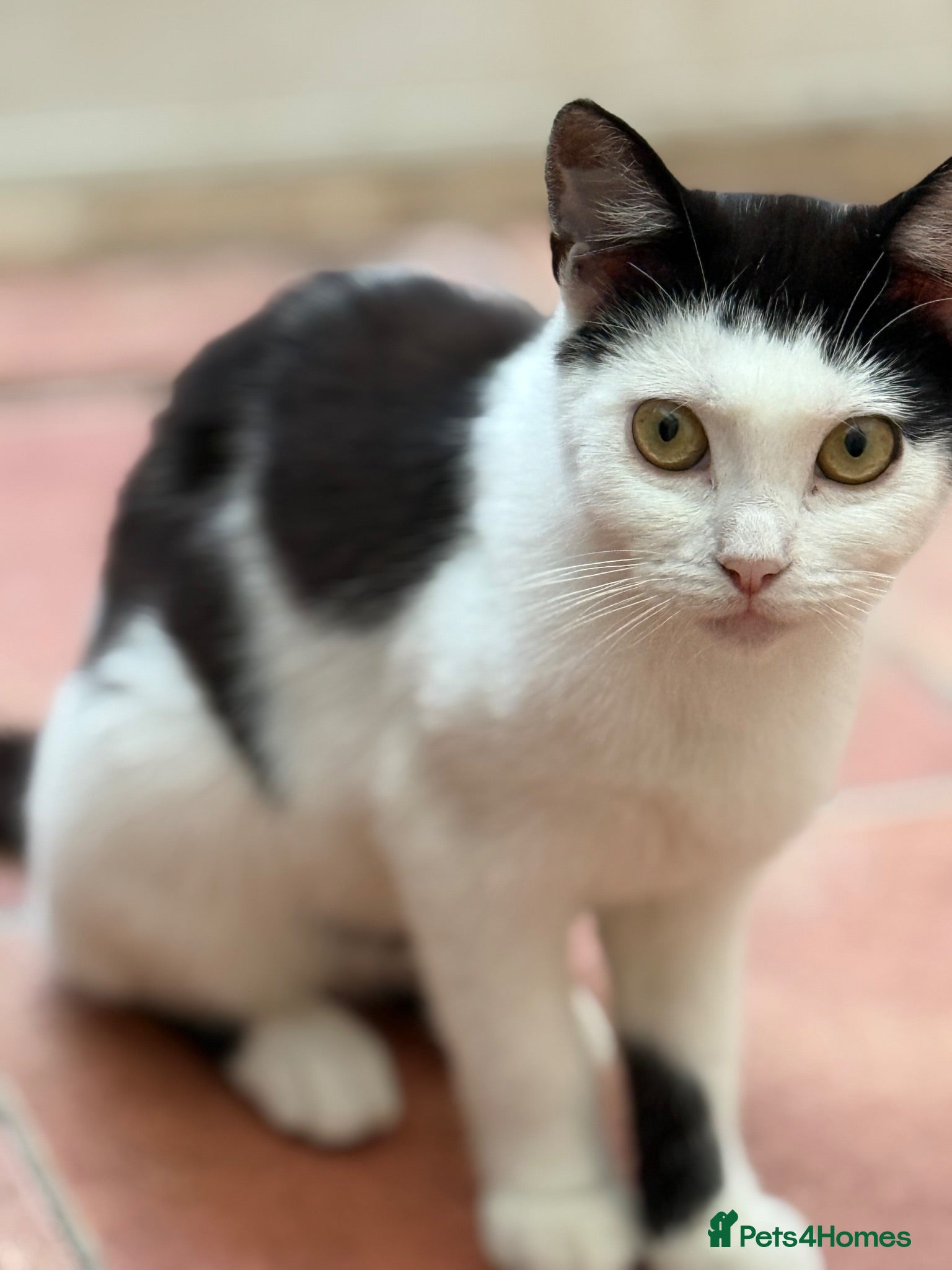 Mixed Breed cats Rehoming /adoption 3 beautiful juvenile cats - Advert 16