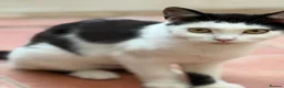 Mixed Breed cats for sale: Urgent rehoming adoption 3 beautiful juvenile cats - Advert 8