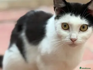 Mixed Breed cats Rehoming /adoption 3 beautiful juvenile cats - Advert 16