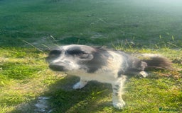 Mixed Breed dogs for sale: Border colllie/bearded collie pups  - Image 29