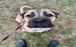 Cane Corso dogs for sale: 🐾 Male Cane Corso  - Image 6