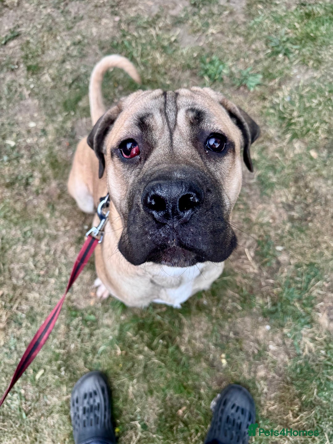 Cane Corso dogs for sale: 🐾 Male Cane Corso  - Image 6